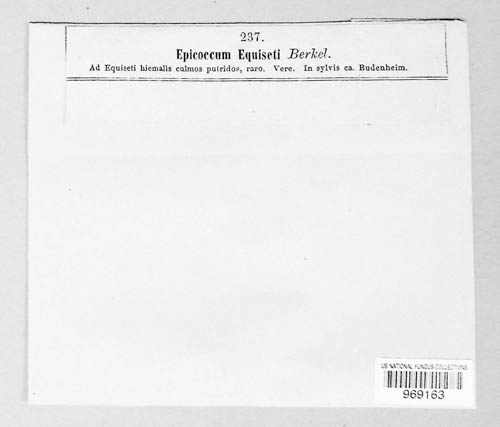 Epicoccum equiseti image